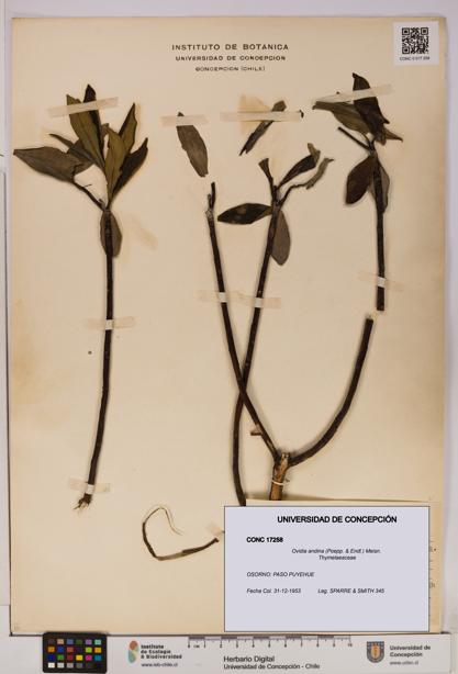 Ovidia andina [Espécimen: UDEC:CONC:0017258]