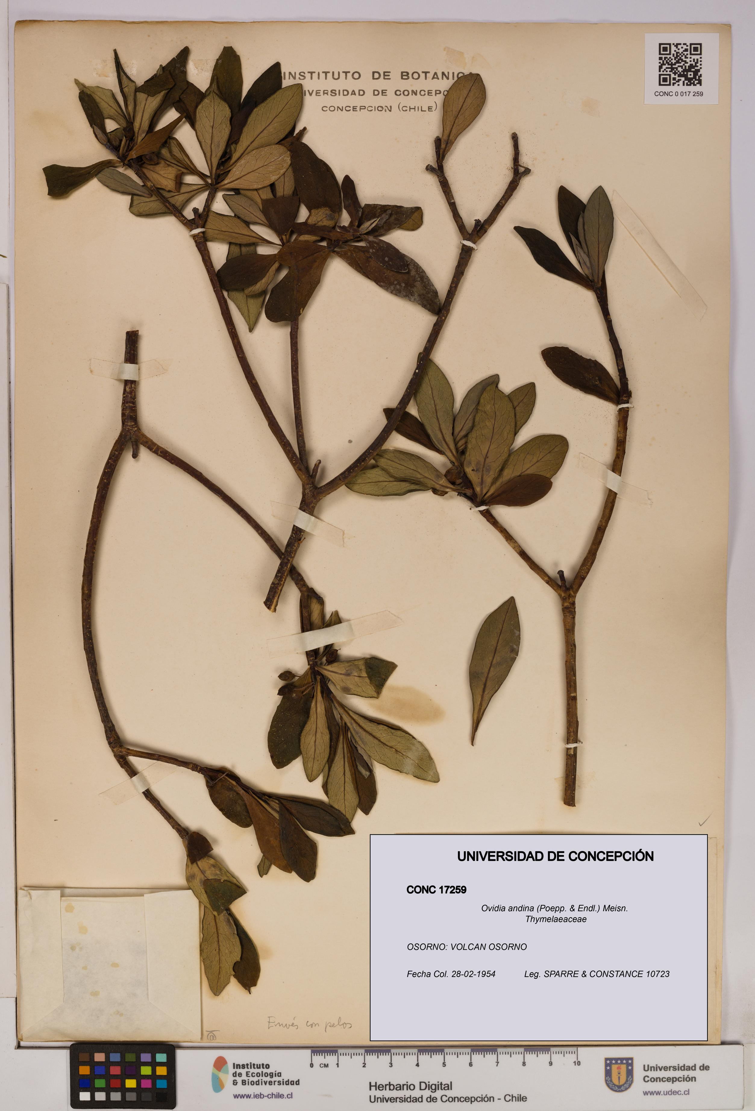 Ovidia andina [Espécimen: UDEC:CONC:0017259]