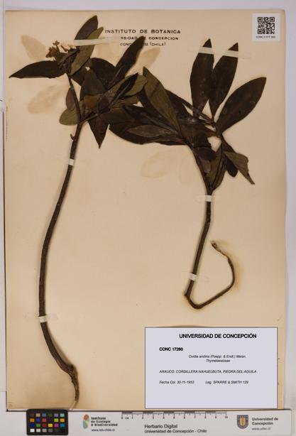 Ovidia andina [Espécimen: UDEC:CONC:0017260]