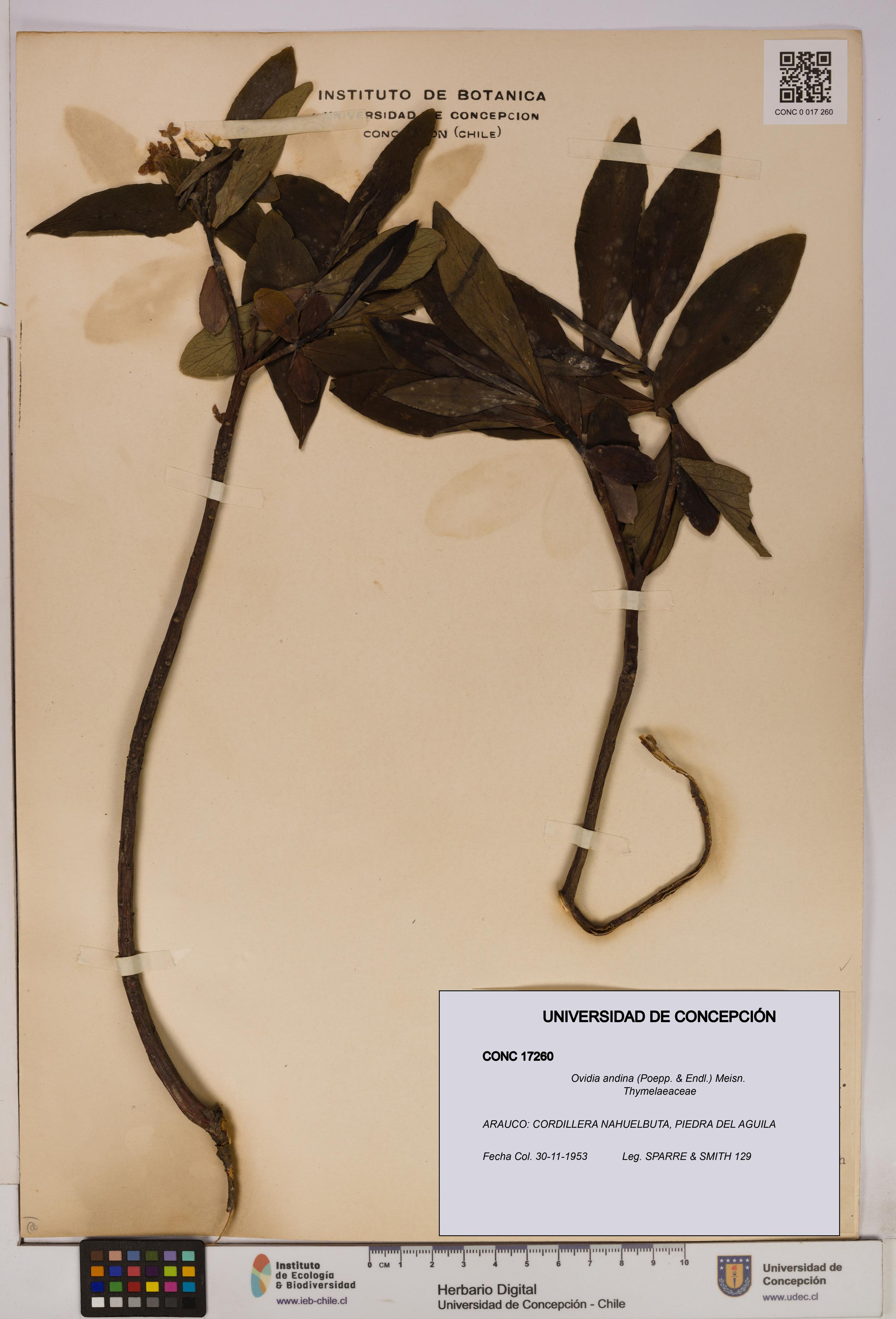 Ovidia andina [Espécimen: UDEC:CONC:0017260]
