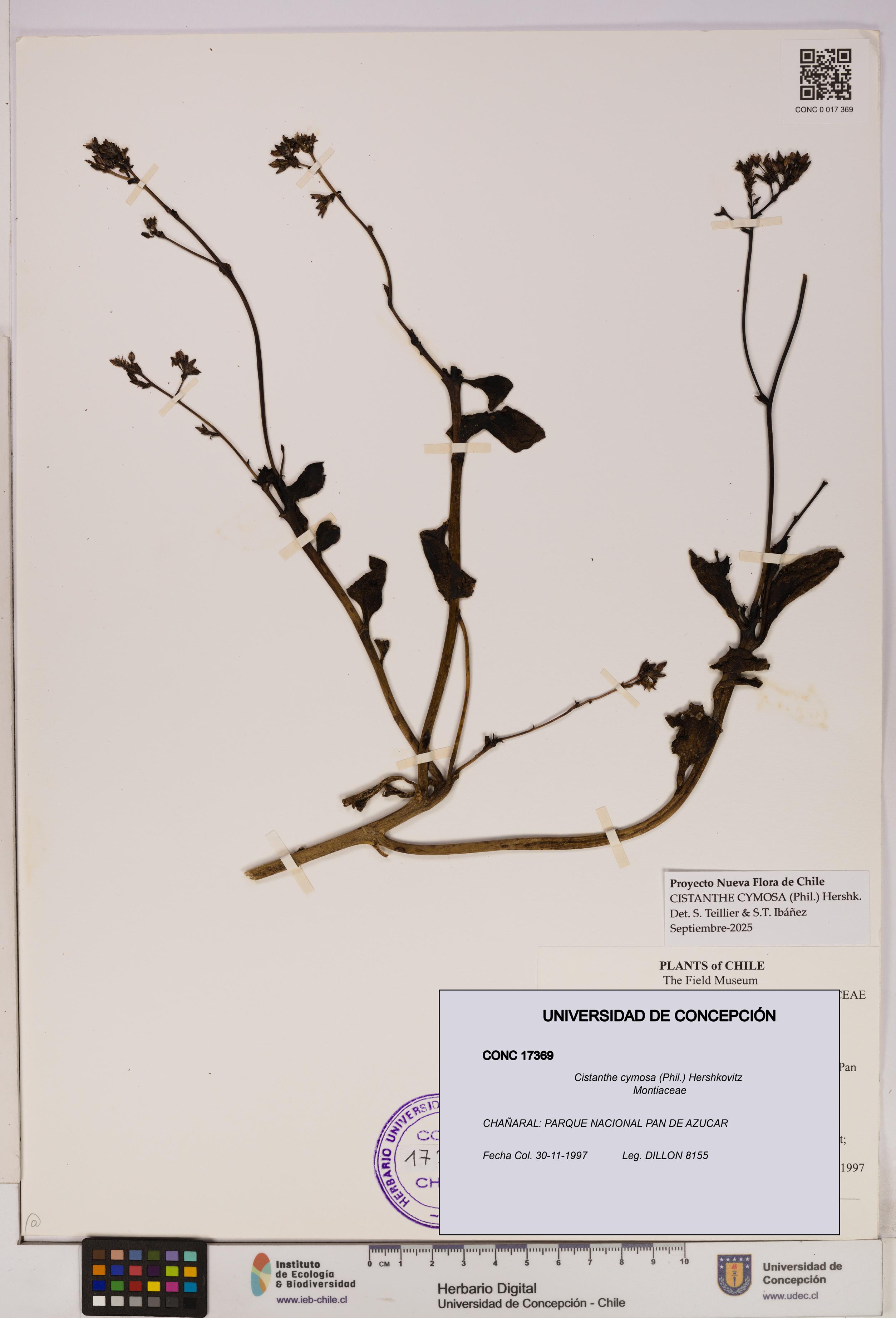 Cistanthe cymosa [Espécimen: UDEC:CONC:0017369]