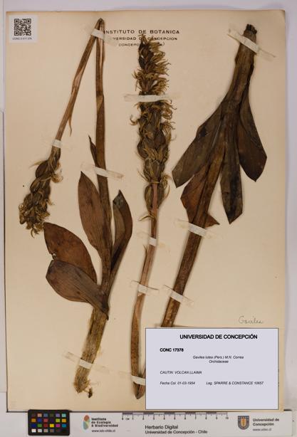 Gavilea lutea [Espécimen: UDEC:CONC:0017378]