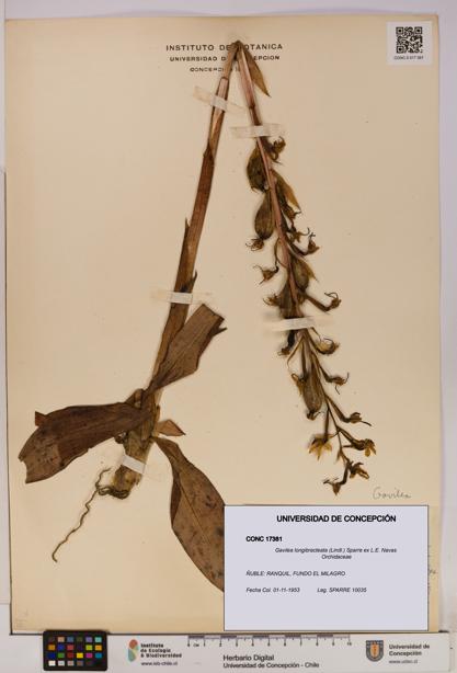 Gavilea longibracteata [Espécimen: UDEC:CONC:0017381]
