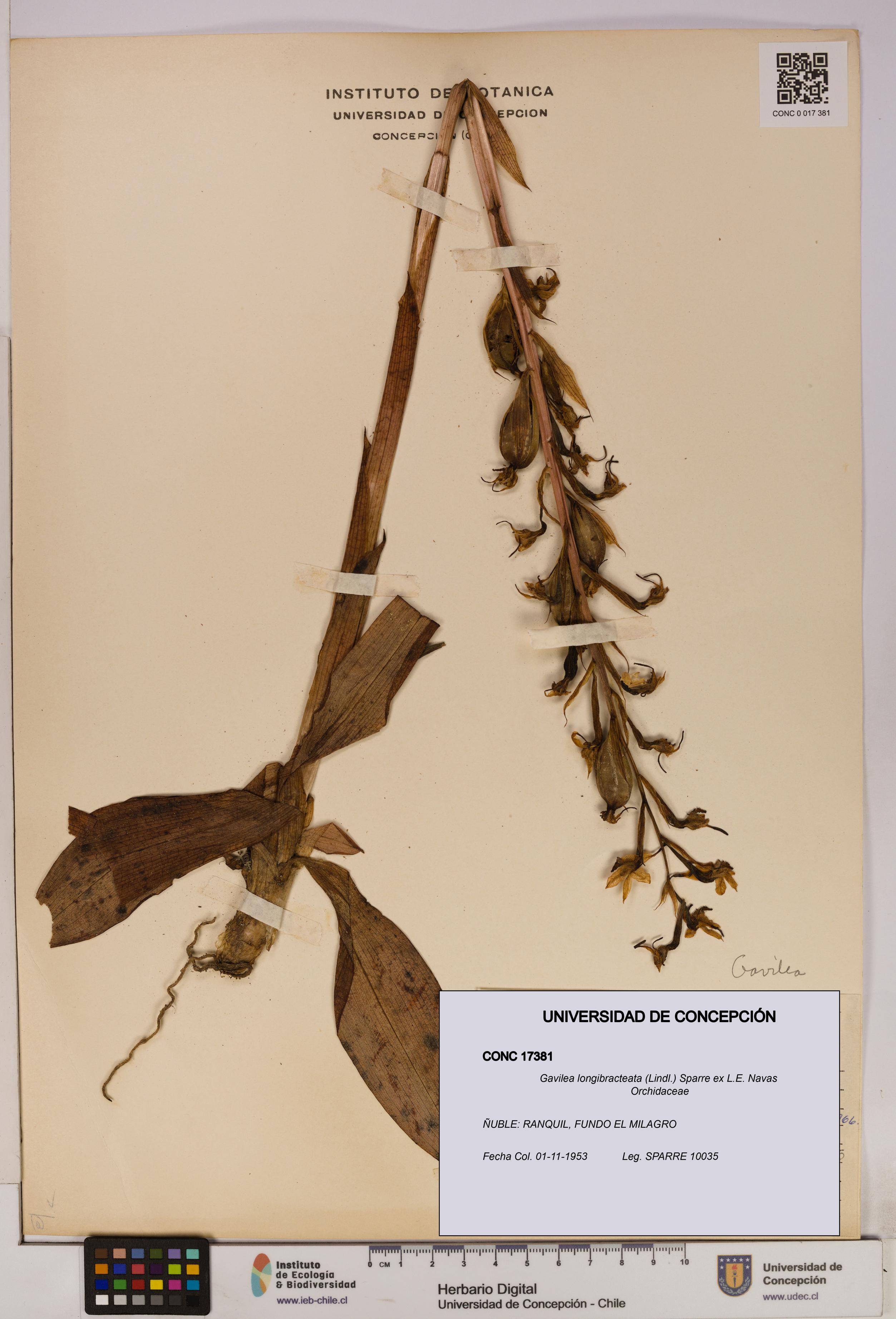 Gavilea longibracteata [Espécimen: UDEC:CONC:0017381]