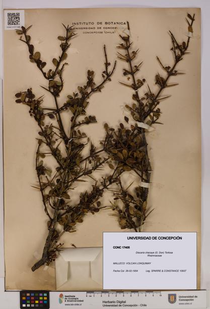 Discaria chacaye [Espécimen: UDEC:CONC:0017405]