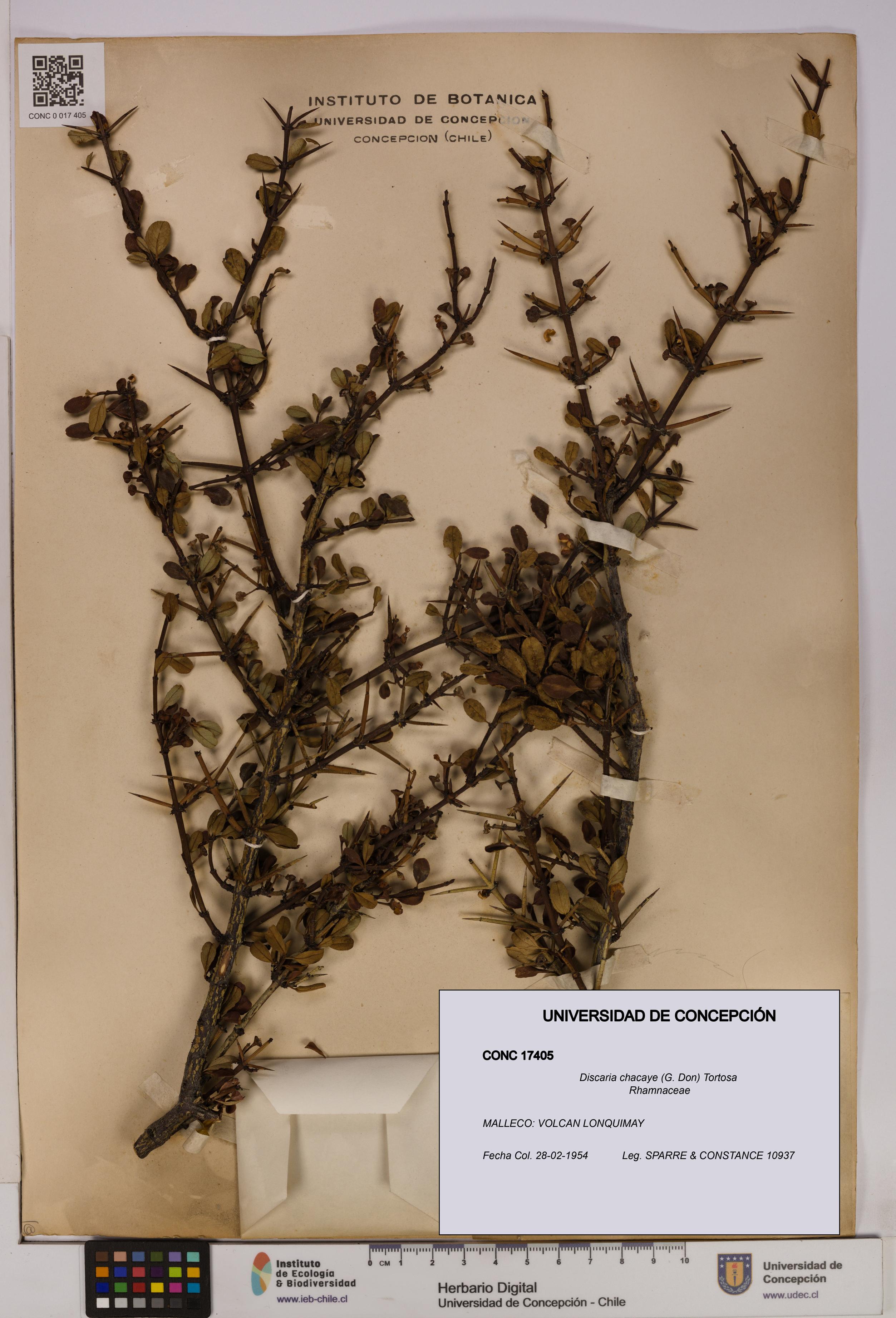 Discaria chacaye [Espécimen: UDEC:CONC:0017405]