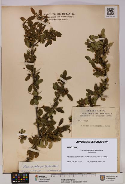 Discaria chacaye [Espécimen: UDEC:CONC:0017406]