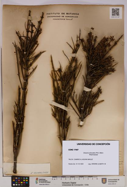Discaria articulata [Espécimen: UDEC:CONC:0017407]