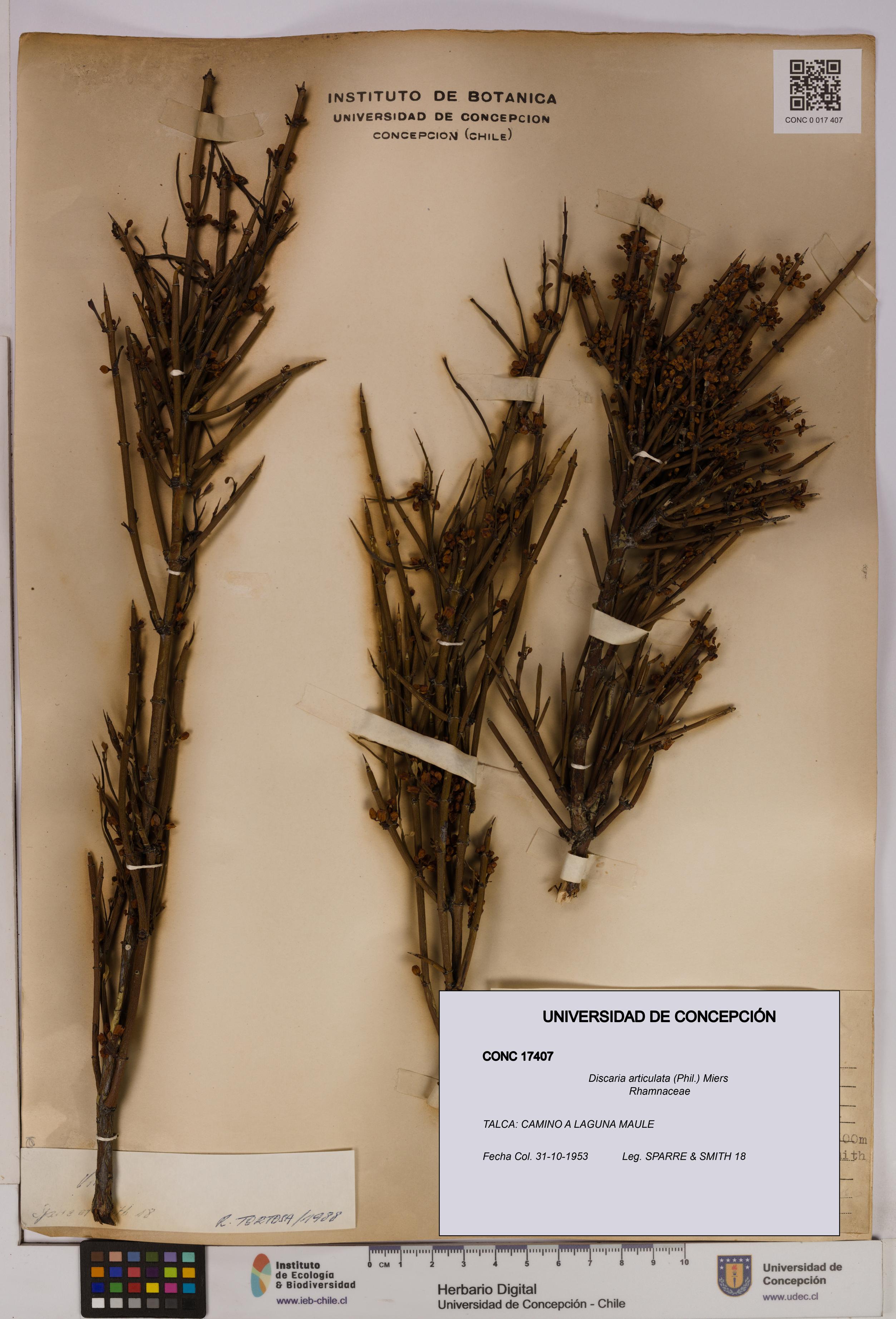 Discaria articulata [Espécimen: UDEC:CONC:0017407]