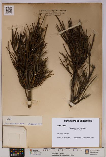 Discaria articulata [Espécimen: UDEC:CONC:0017408]