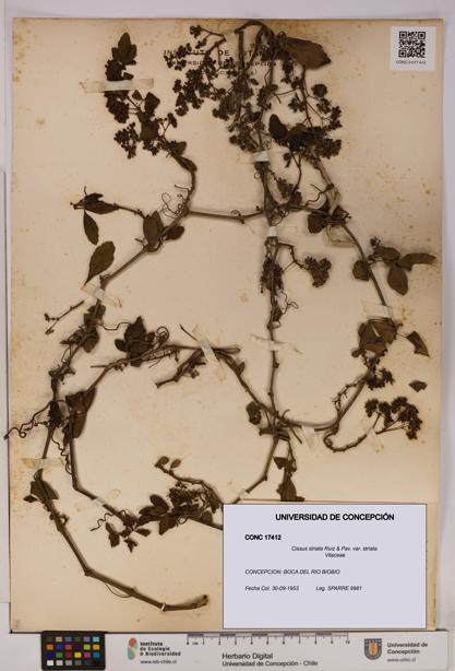 Cissus striata var. striata [Espécimen: UDEC:CONC:0017412]