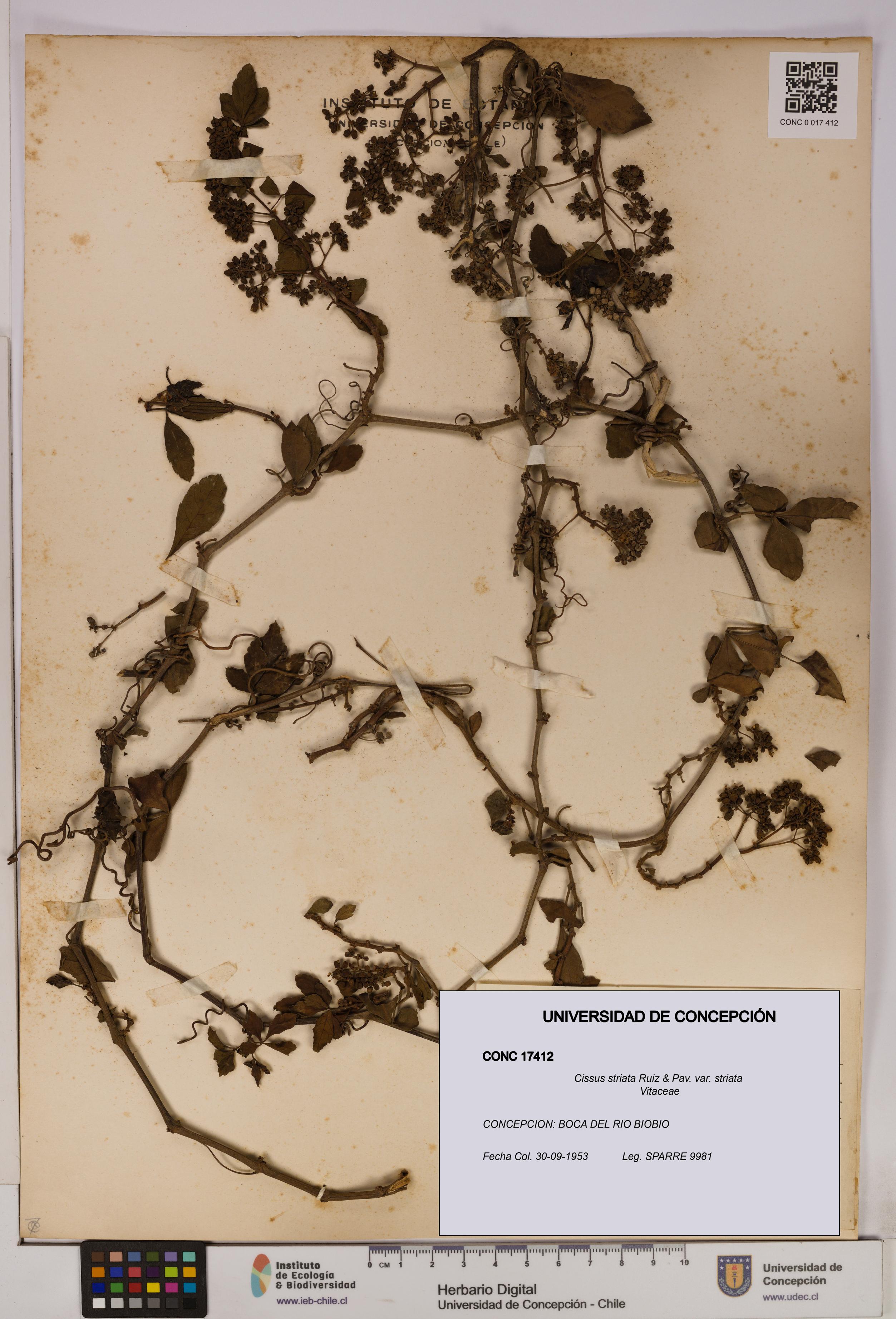 Cissus striata var. striata [Espécimen: UDEC:CONC:0017412]