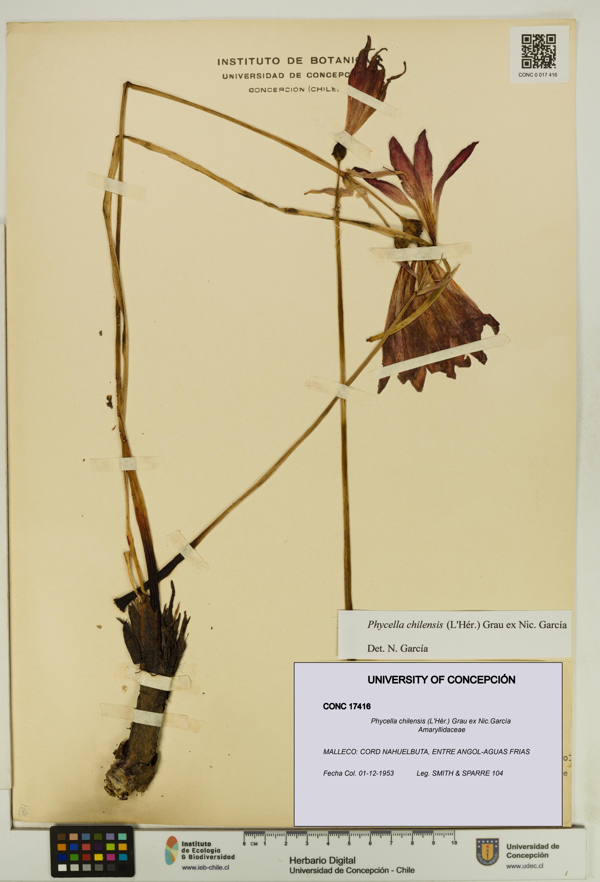 Phycella chilensis [Espécimen: UDEC:CONC:0017416]