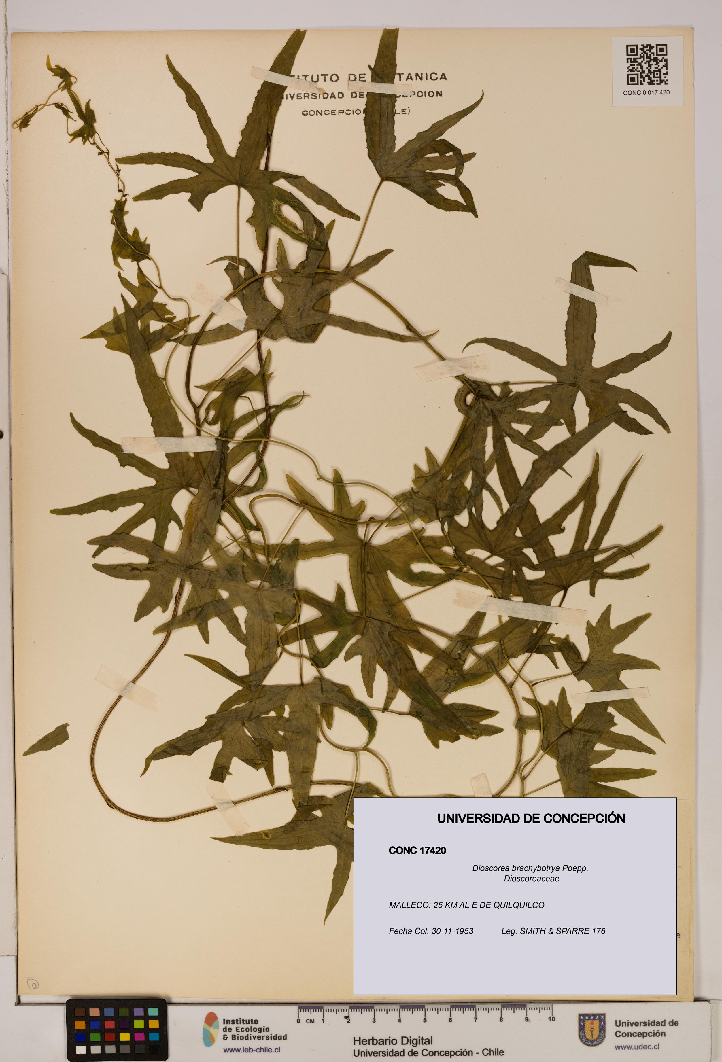 Dioscorea brachybotrya [Espécimen: ]