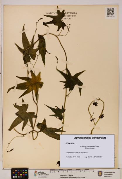 Dioscorea brachybotrya [Espécimen: ]