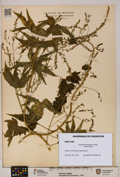 Dioscorea brachybotrya [Espécimen: ]