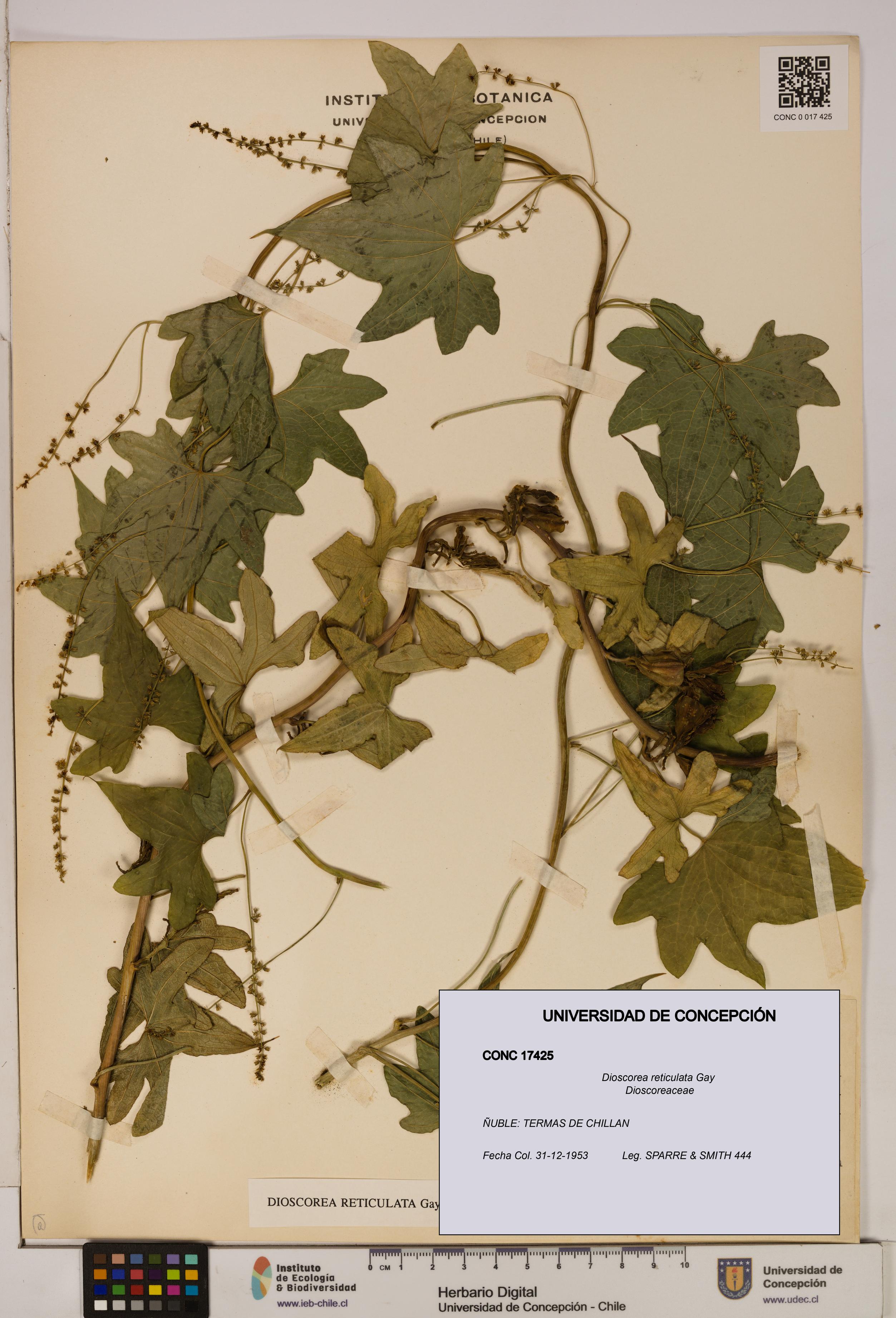 Dioscorea reticulata [Espécimen: ]