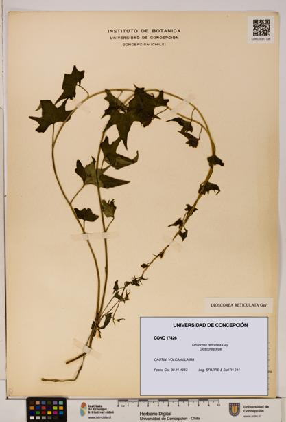 Dioscorea reticulata [Espécimen: ]
