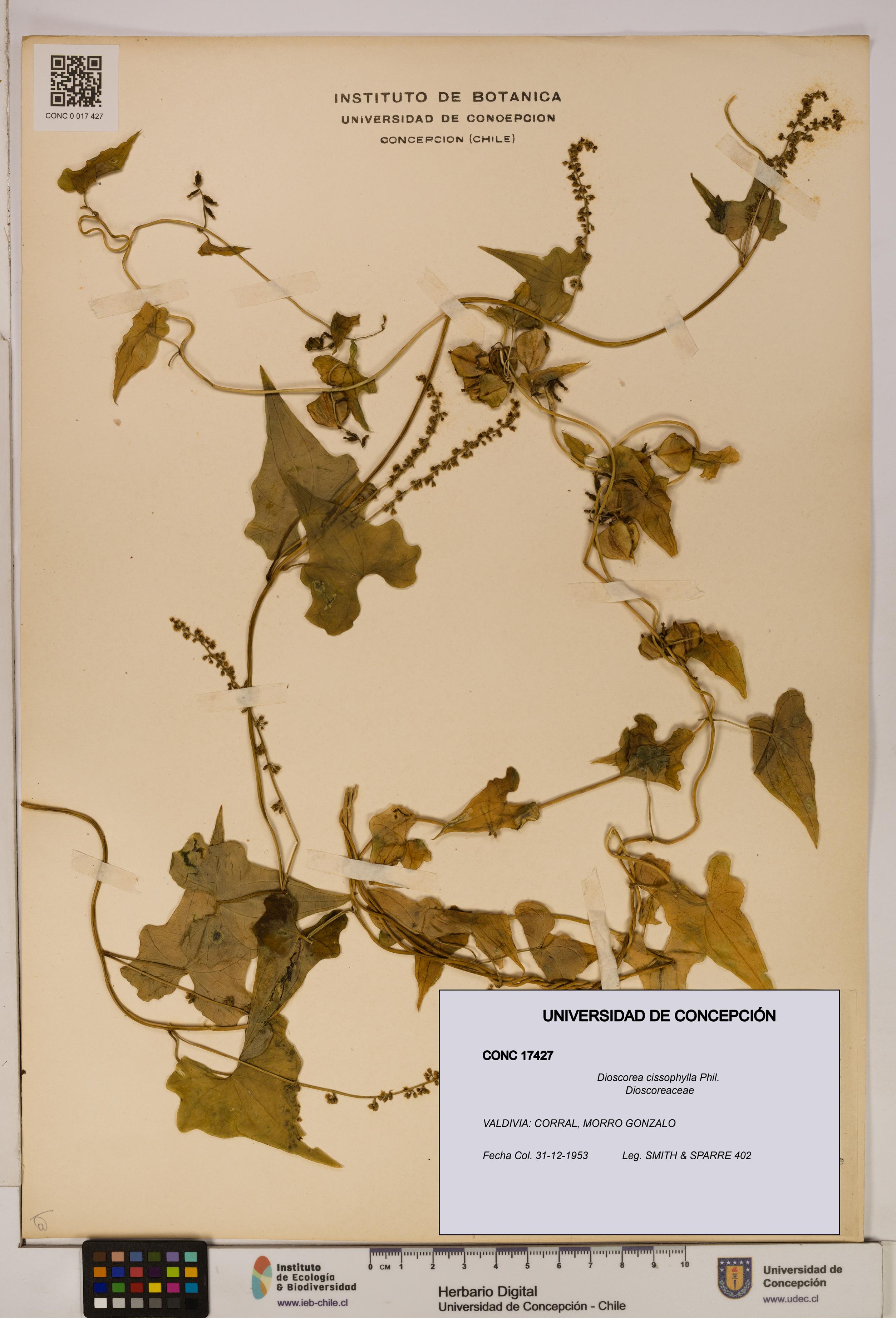 Dioscorea cissophylla [Espécimen: ]