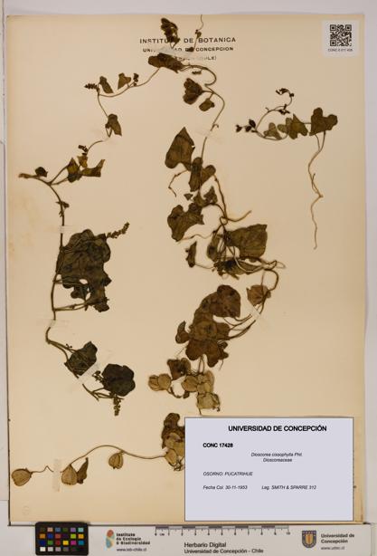 Dioscorea cissophylla [Espécimen: ]