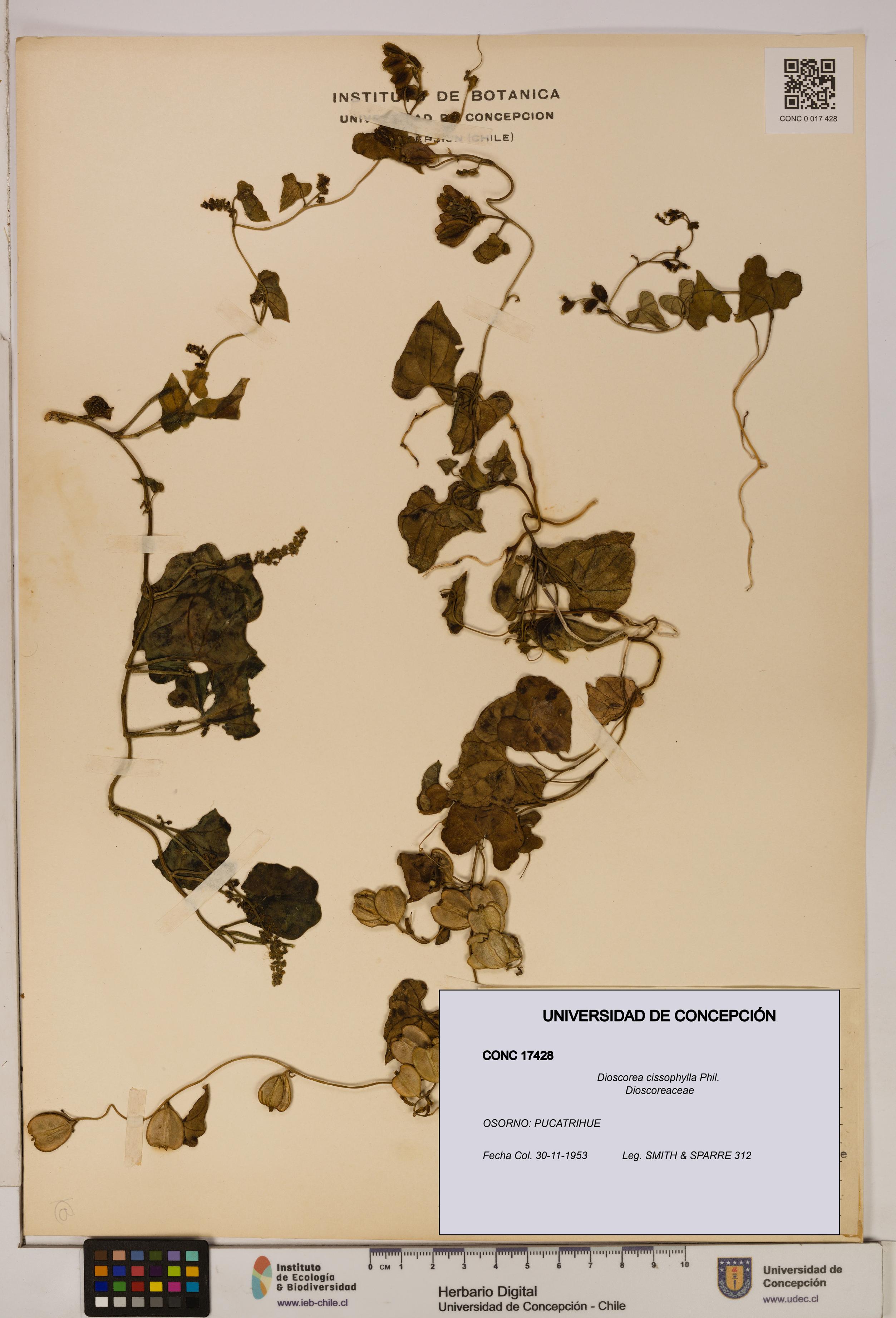 Dioscorea cissophylla [Espécimen: ]