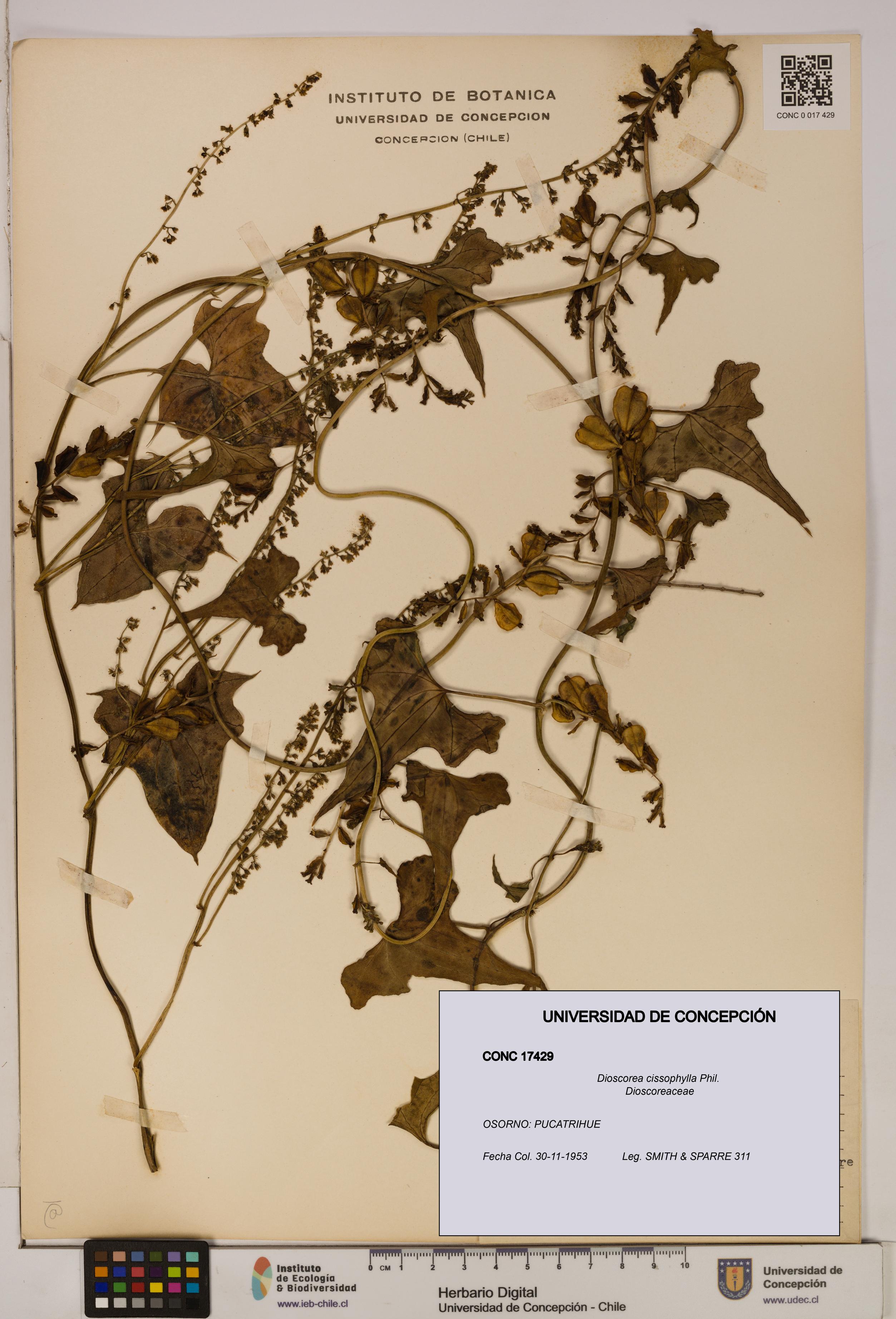 Dioscorea cissophylla [Espécimen: ]
