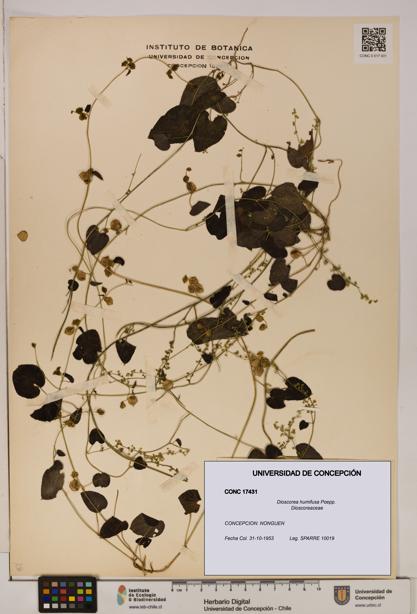 Dioscorea humifusa [Espécimen: ]
