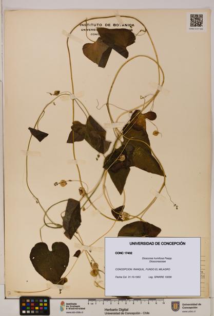 Dioscorea humifusa [Espécimen: ]