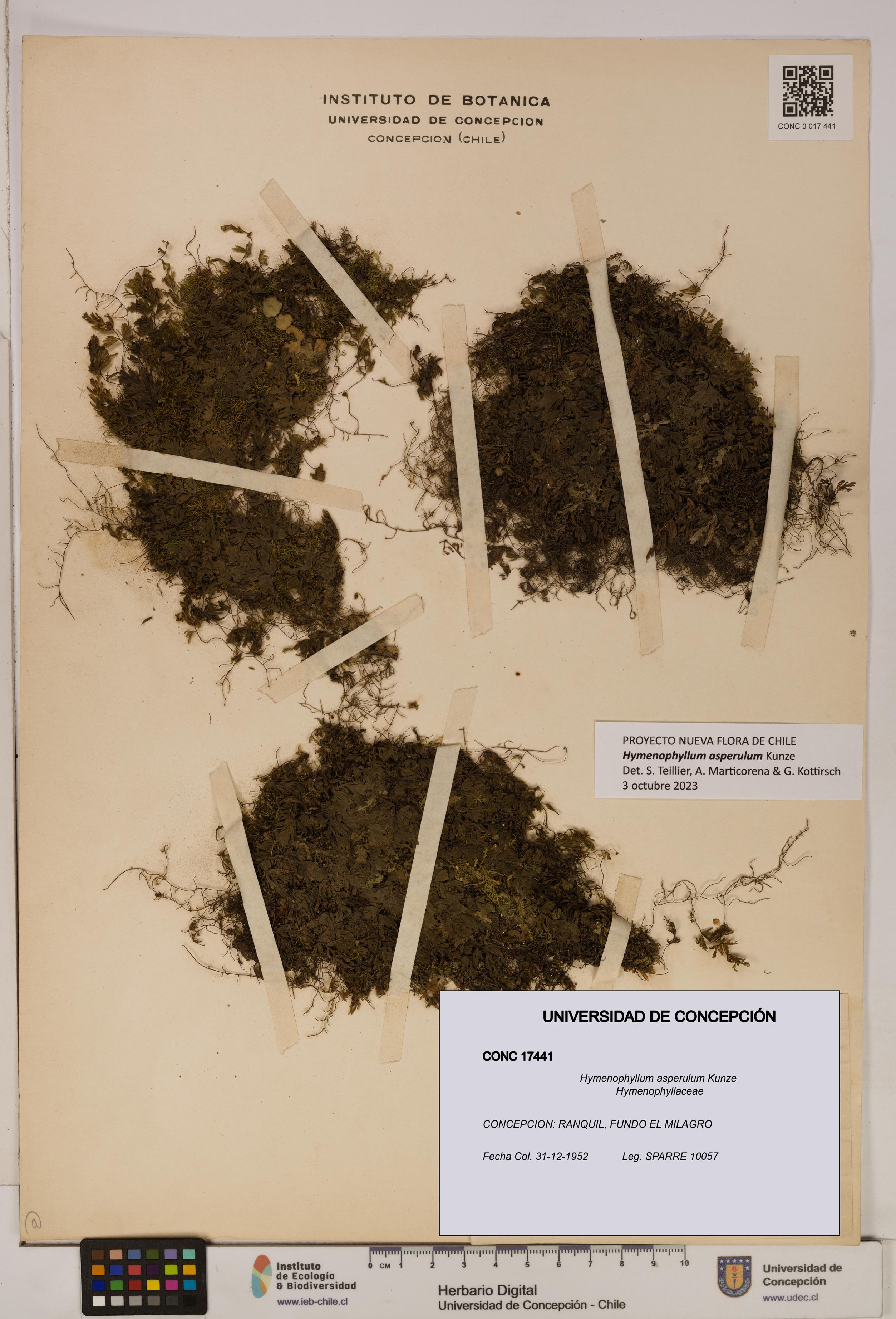 Hymenophyllum asperulum [Espécimen: UDEC:CONC:0017441]