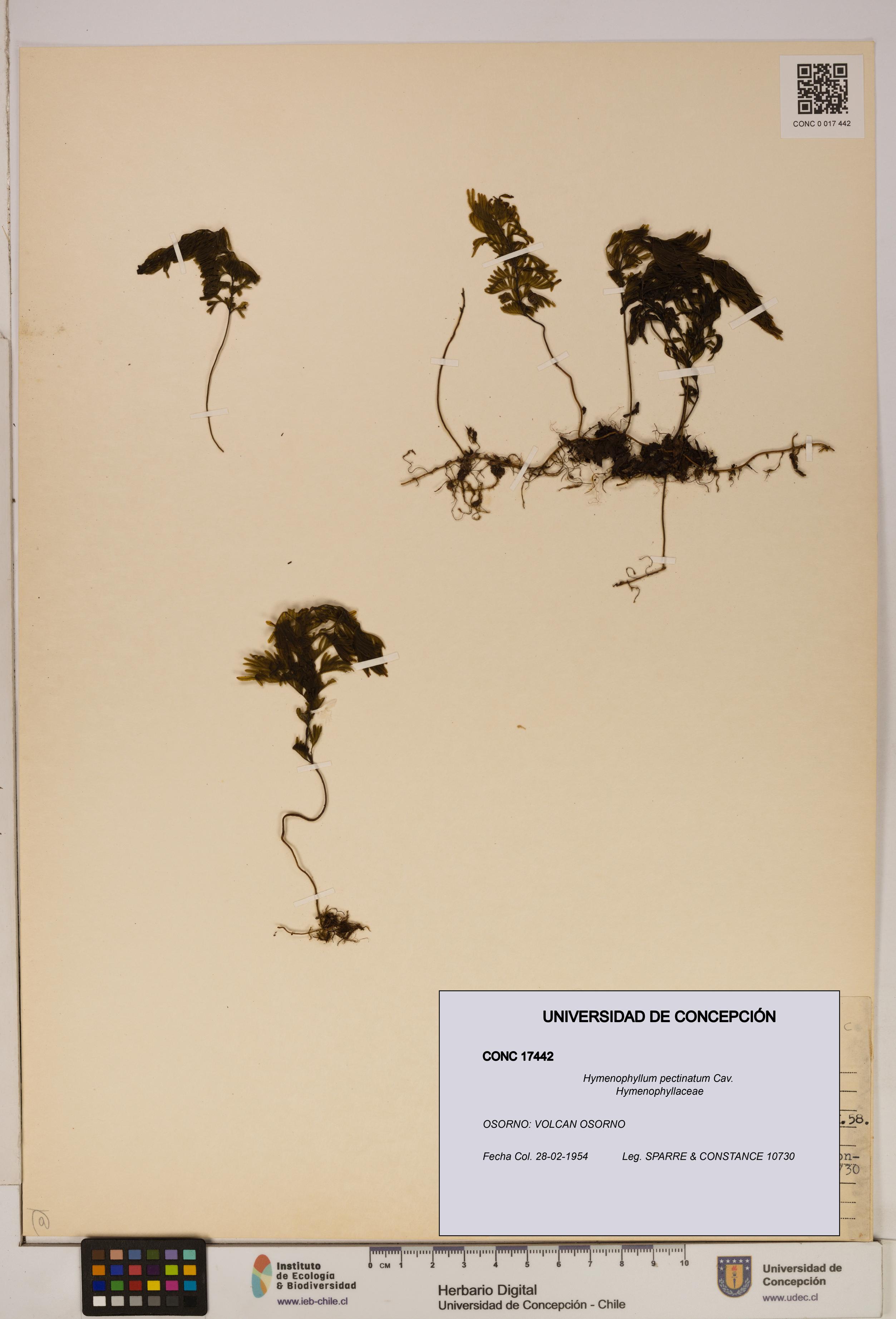 Hymenophyllum pectinatum [Espécimen: ]