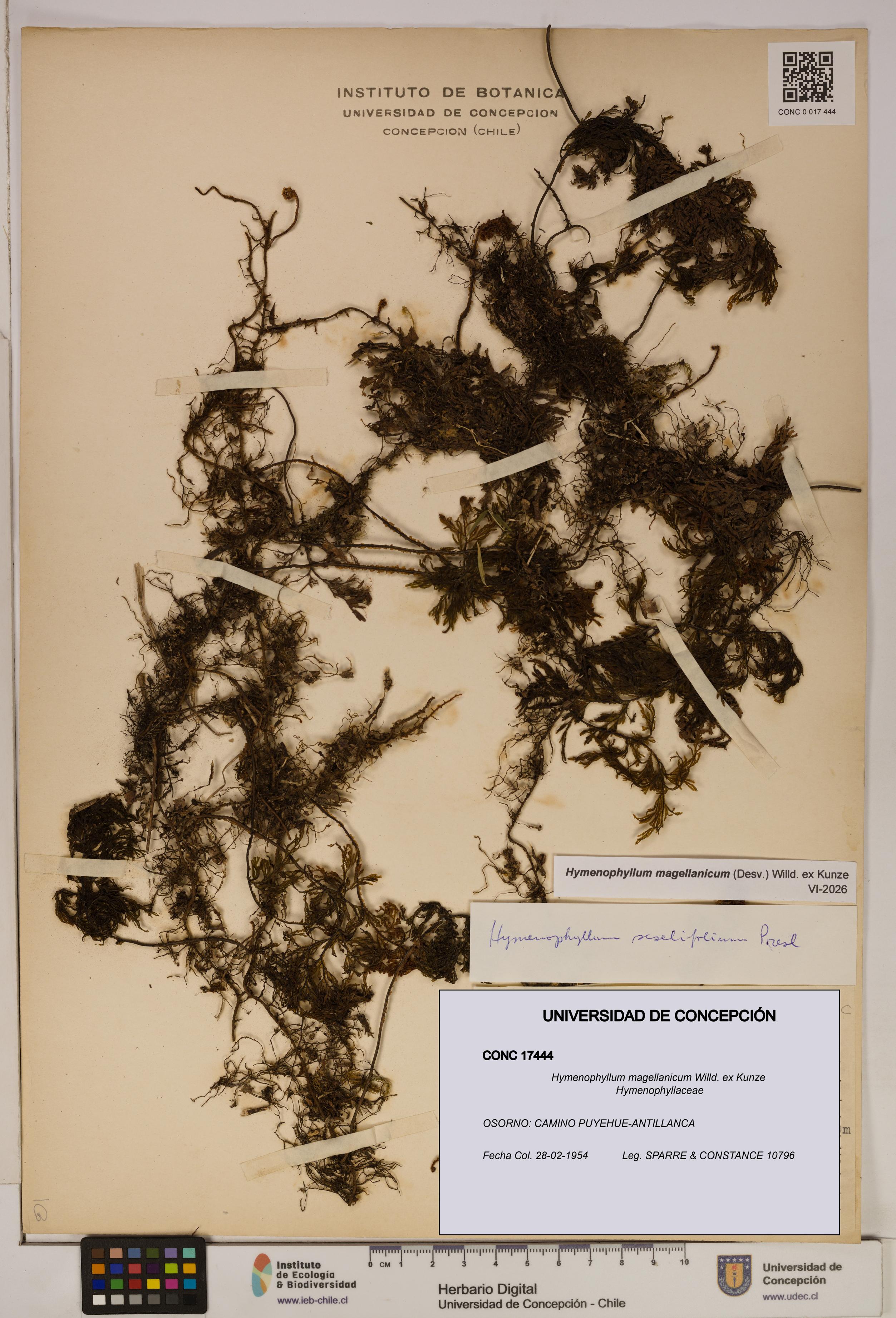 Hymenophyllum magellanicum [Espécimen: ]
