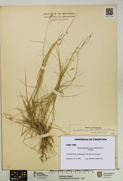 Nassella gigantea [Espécimen: UDEC:CONC:0017459]