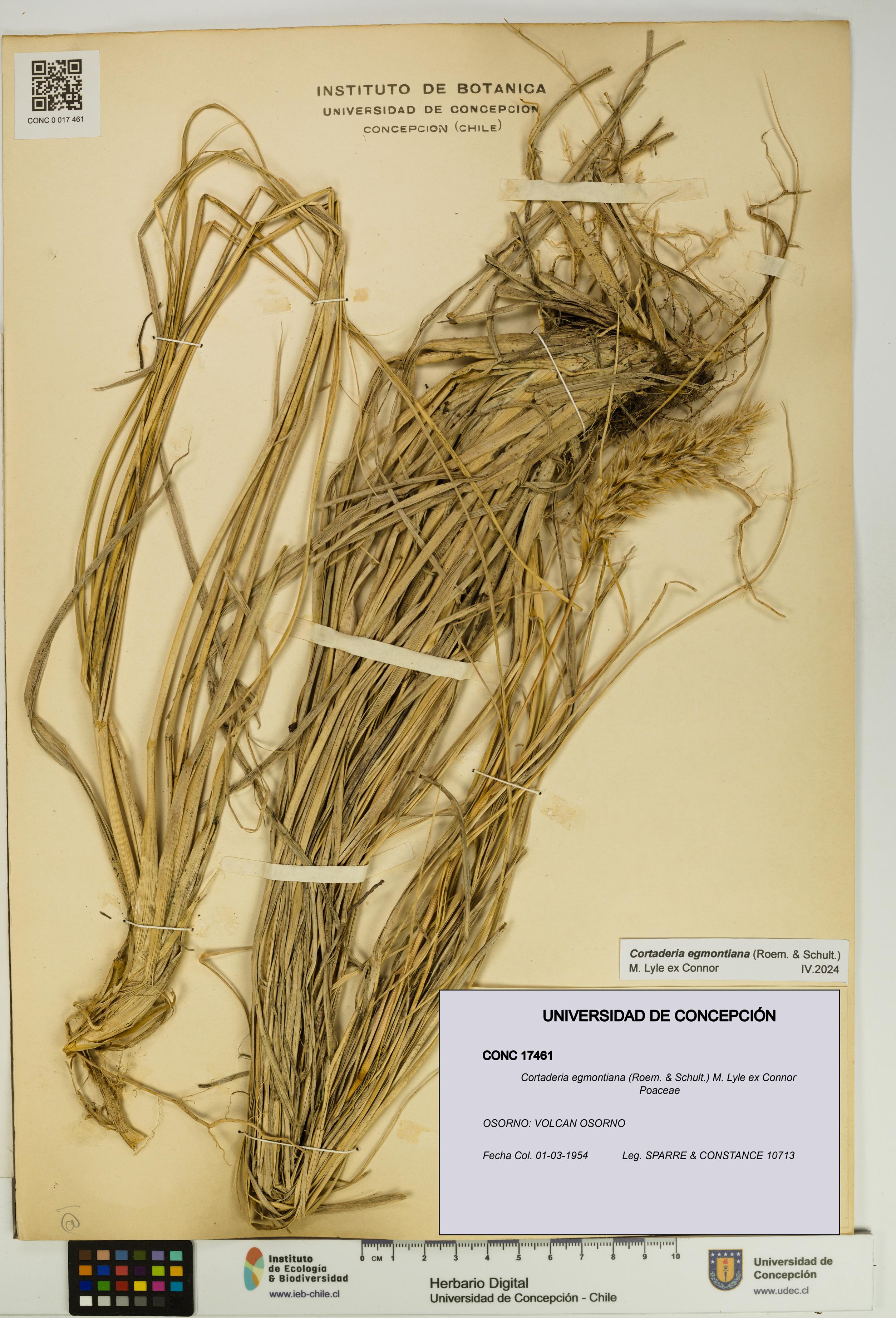 Cortaderia egmontiana [Espécimen: UDEC:CONC:0017461]