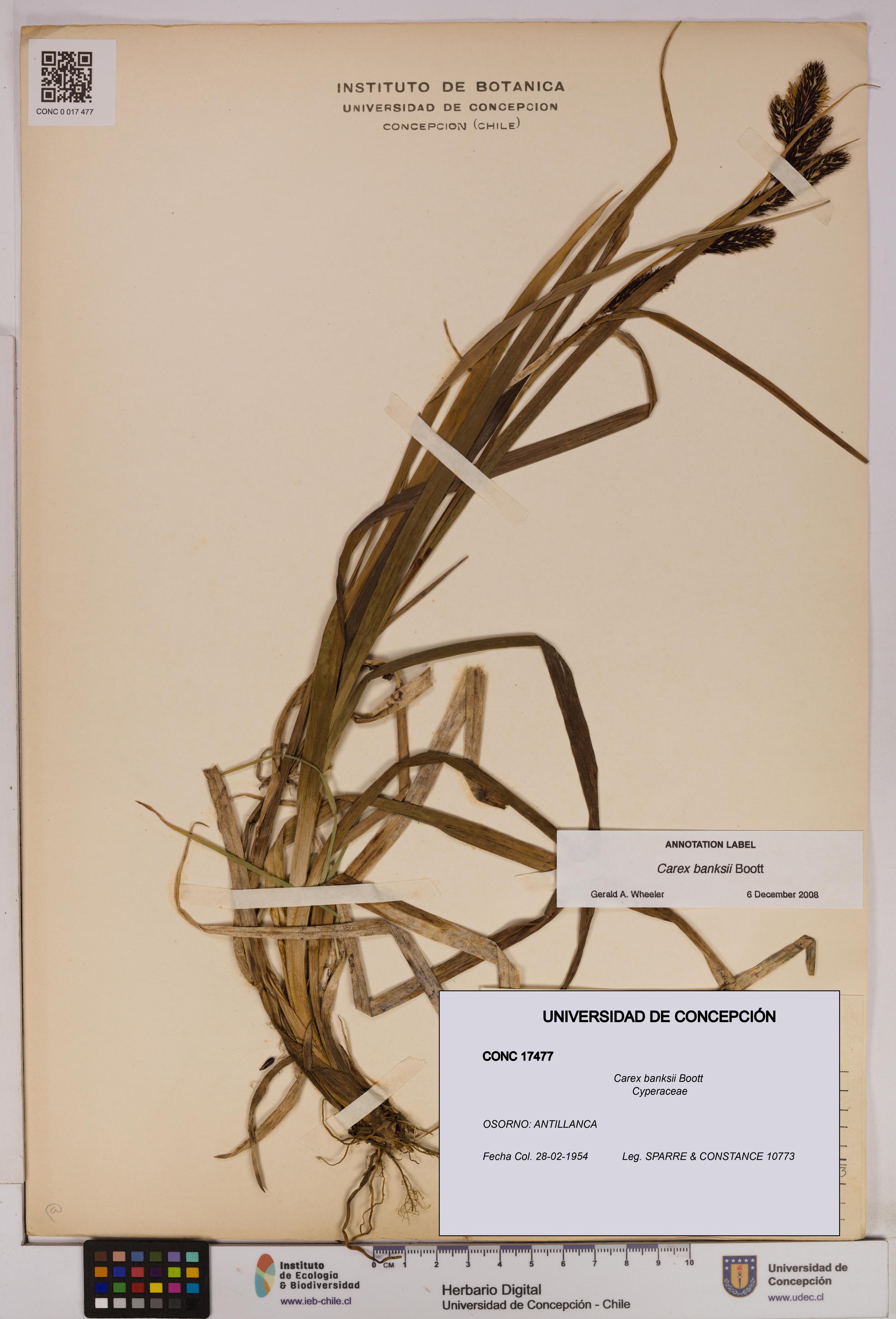 Carex banksii [Espécimen: UDEC:CONC:0017477]