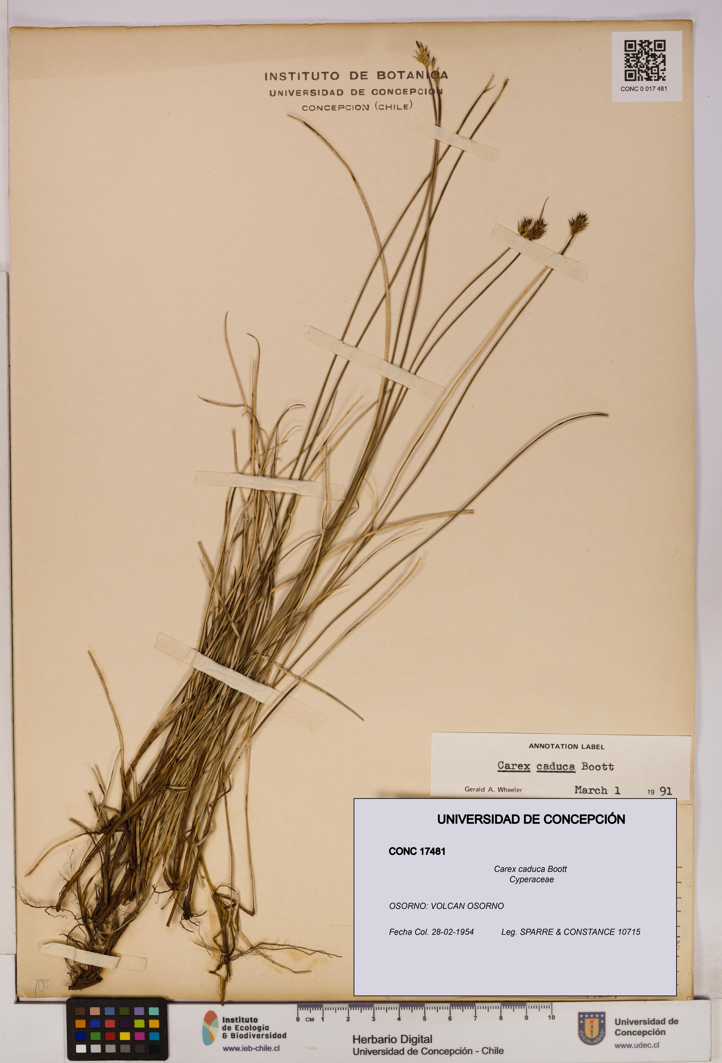 Carex caduca [Espécimen: UDEC:CONC:0017481]