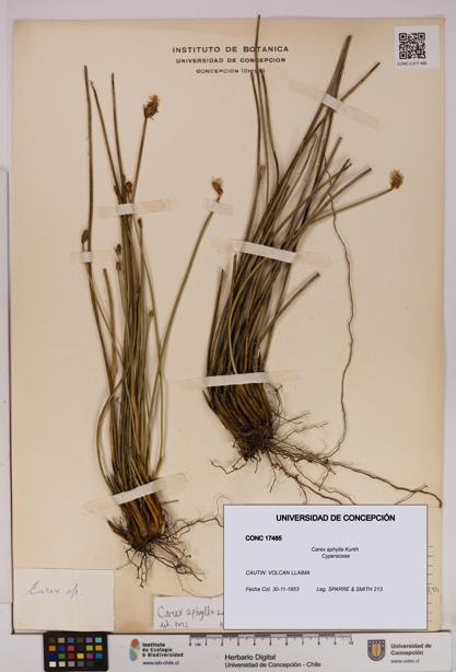 Carex aphylla [Espécimen: UDEC:CONC:0017485]