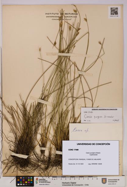 Carex pungens [Espécimen: UDEC:CONC:0017486]