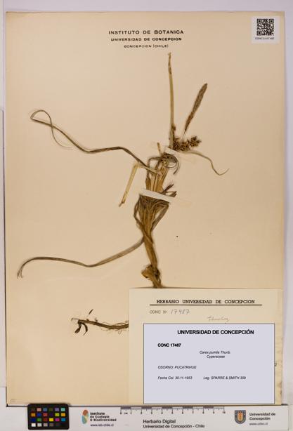 Carex pumila [Espécimen: UDEC:CONC:0017487]