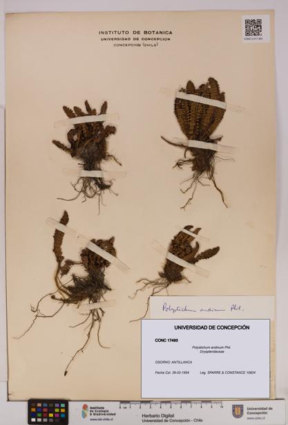 Polystichum andinum [Espécimen: UDEC:CONC:0017493]