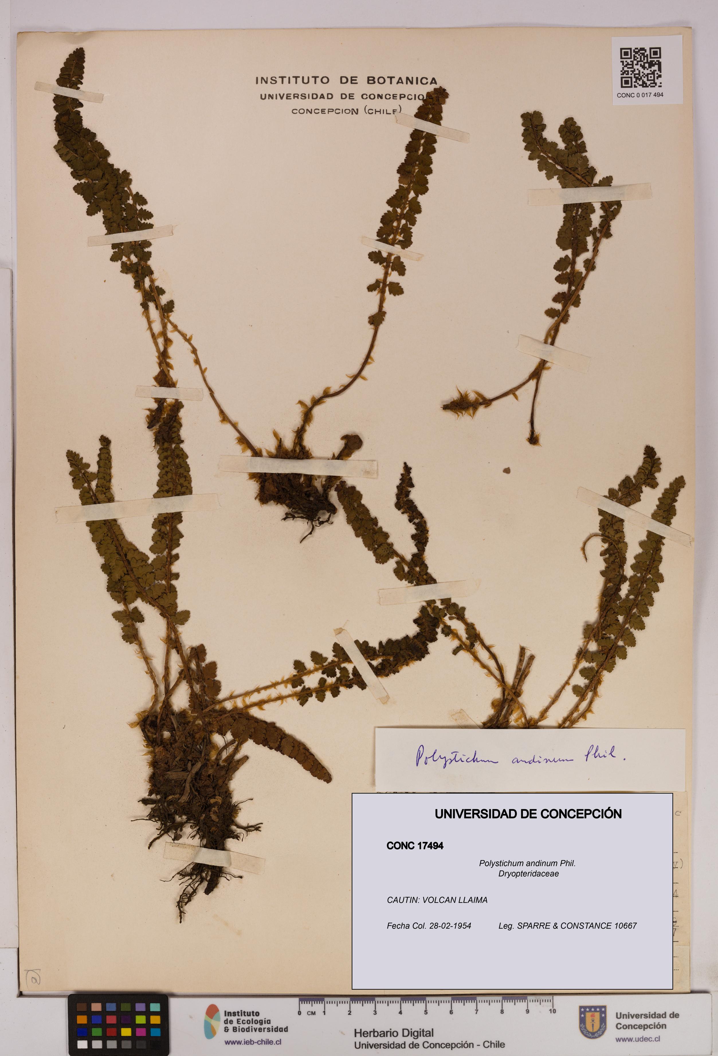 Polystichum andinum [Espécimen: UDEC:CONC:0017494]