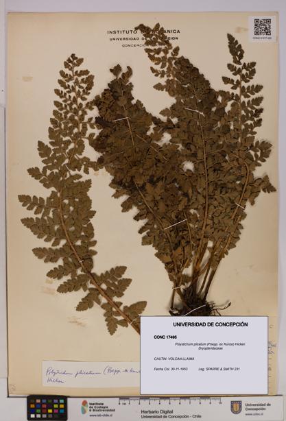 Polystichum plicatum [Espécimen: UDEC:CONC:0017495]