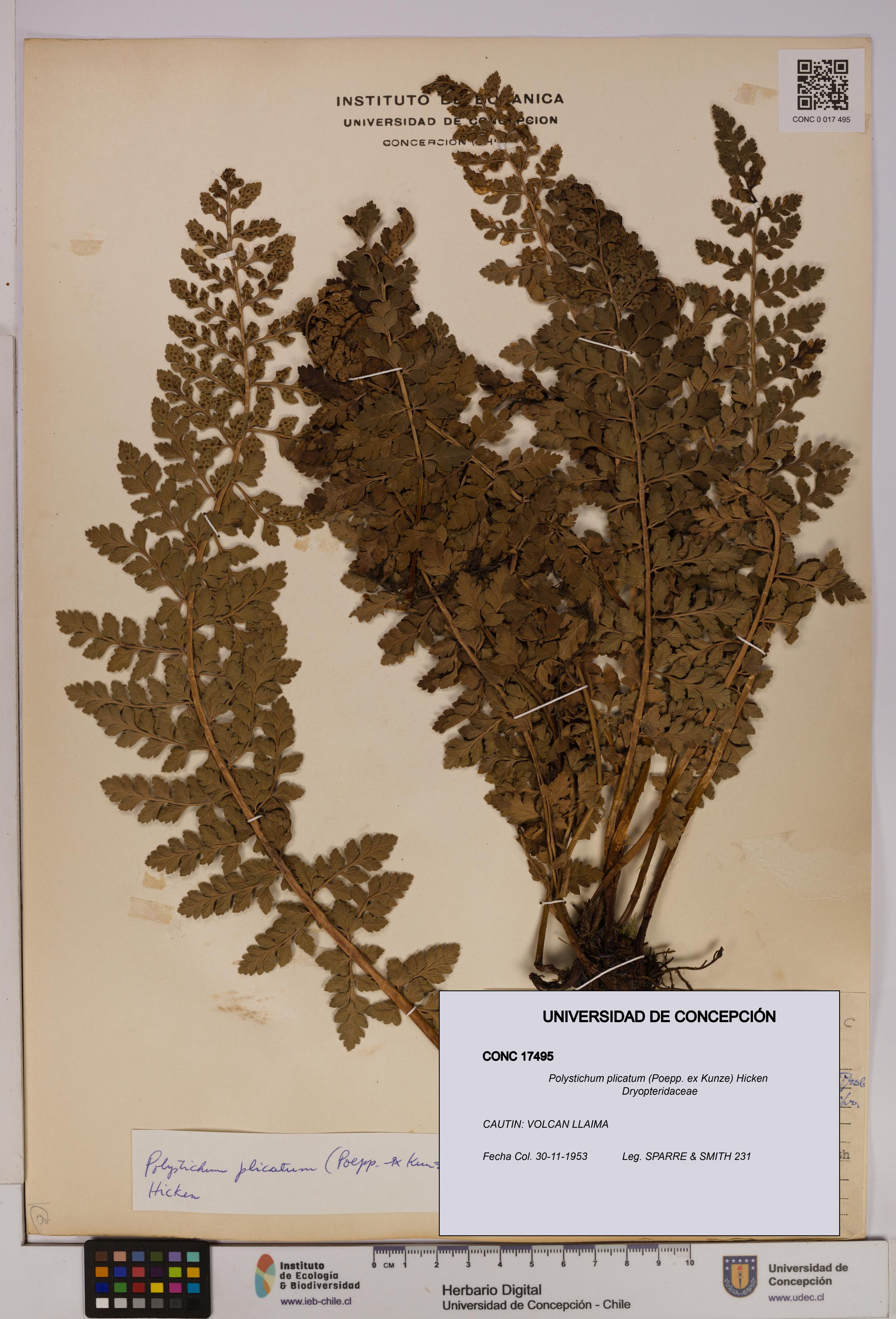 Polystichum plicatum [Espécimen: UDEC:CONC:0017495]