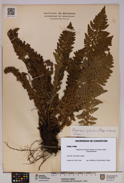 Polystichum plicatum [Espécimen: UDEC:CONC:0017496]