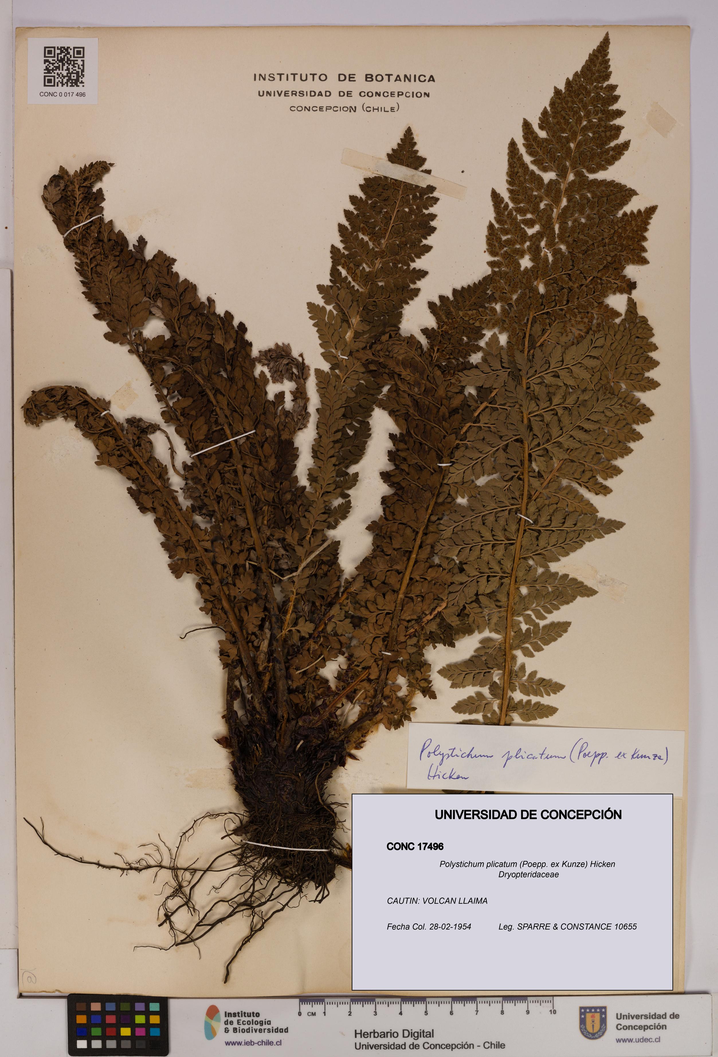 Polystichum plicatum [Espécimen: UDEC:CONC:0017496]