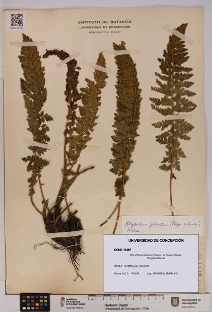 Polystichum plicatum [Espécimen: UDEC:CONC:0017497]