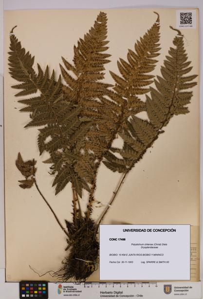Polystichum chilense [Espécimen: UDEC:CONC:0017498]