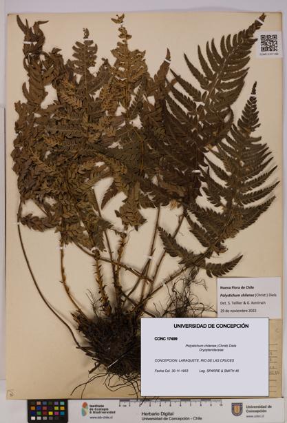 Polystichum chilense [Espécimen: UDEC:CONC:0017499]