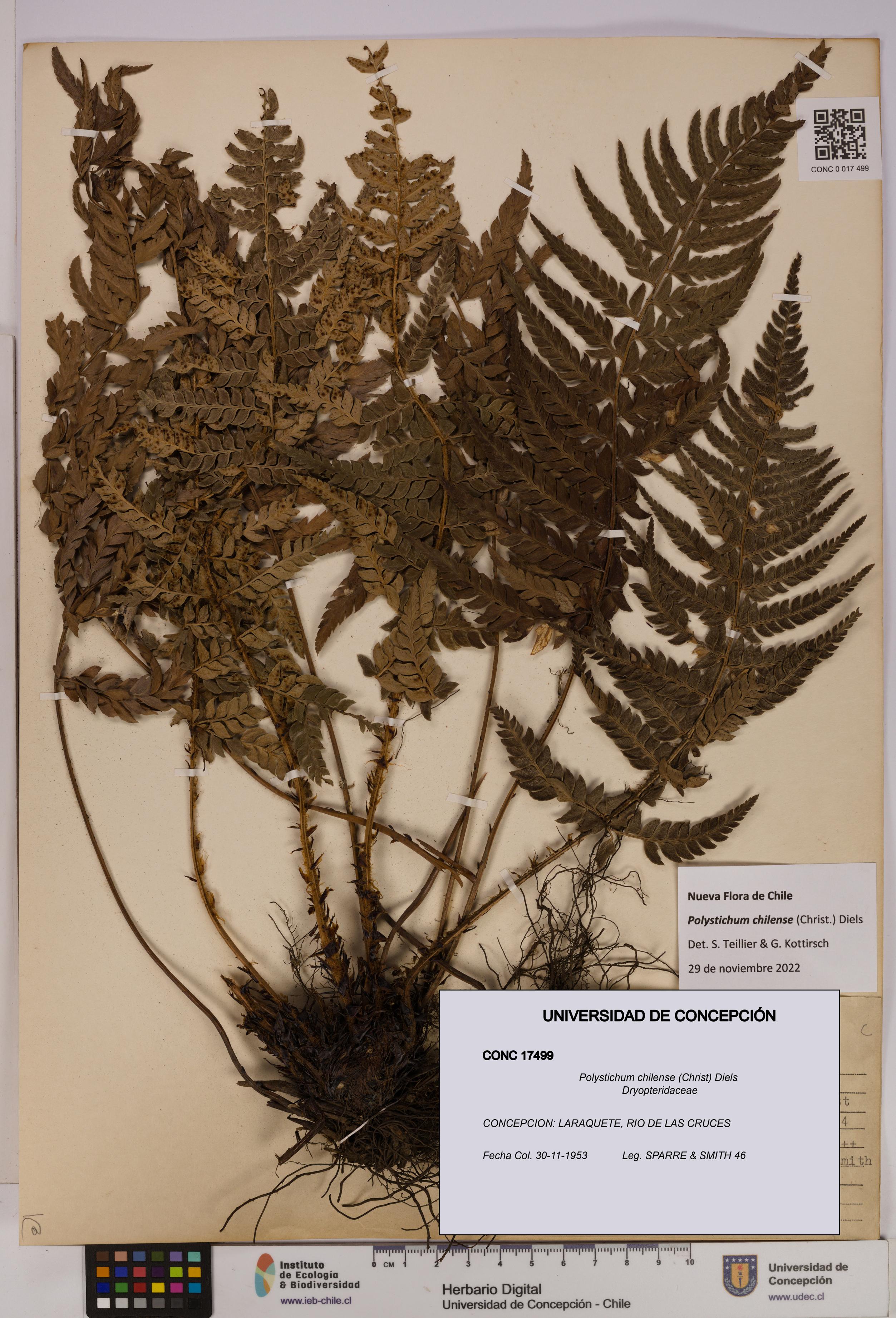 Polystichum chilense [Espécimen: UDEC:CONC:0017499]