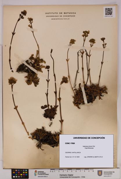 Valeriana fonkii [Espécimen: UDEC:CONC:0017520]