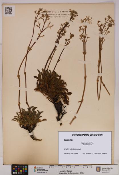 Valeriana fonkii [Espécimen: UDEC:CONC:0017521]
